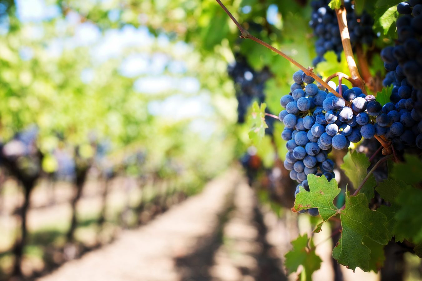 Santa Maria Valley wine grapes California