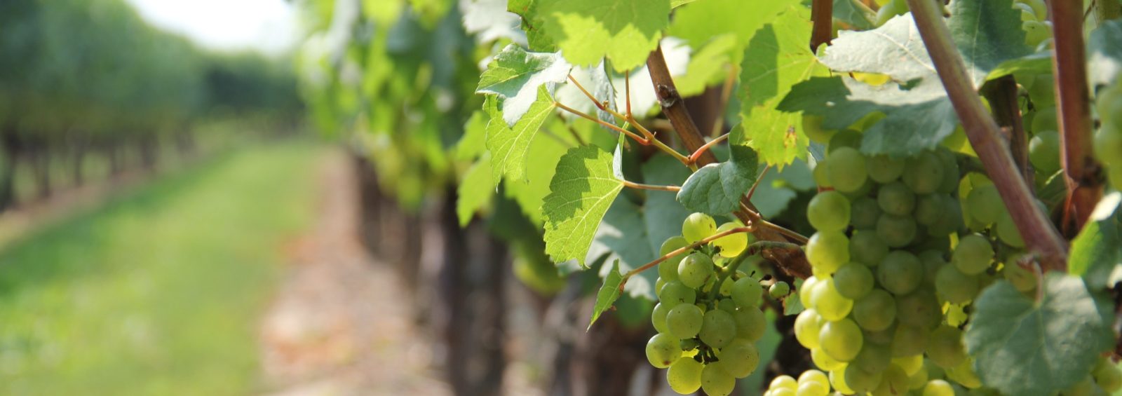 Santa Maria Valley California wine tasting, vineyards